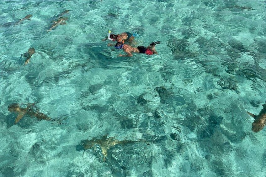 Half day lagoon safari tour in Bora Bora- Shared tour 3