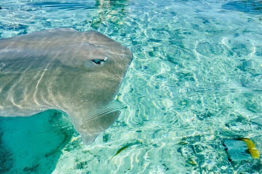 Bora Bora: 1/2 day lagoon safari - Shared tour 5