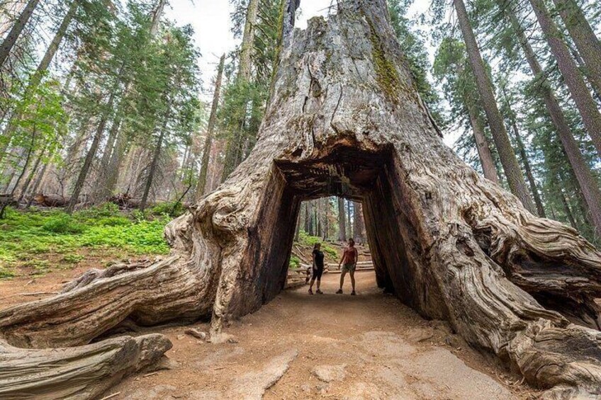 Private Full Day Yosemite National Park Tour from San Francisco 3