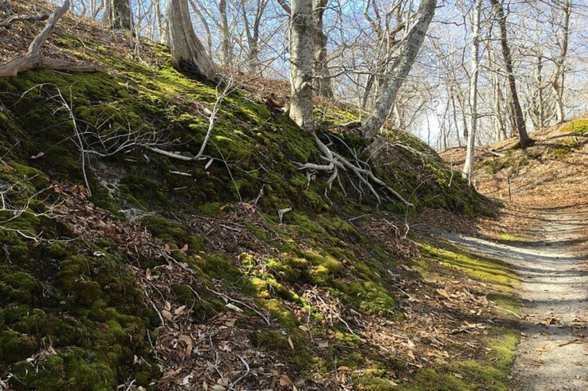 A forested path with moss-covered ground and trees. 3