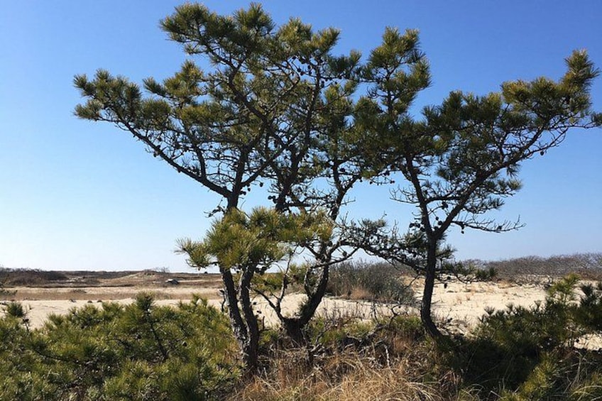 A lone pine tree in a desert landscape with clear skies. 2