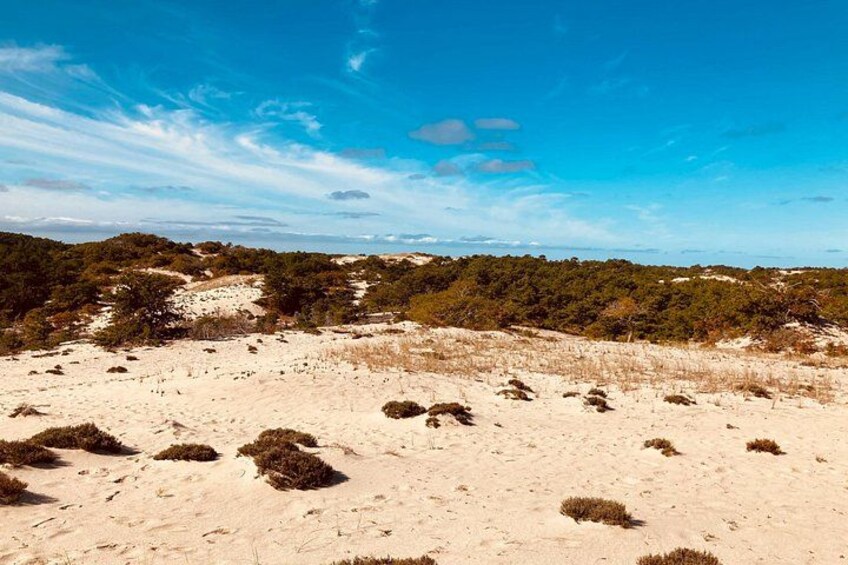 A sandy landscape with sparse vegetation and a clear blue sky. 2