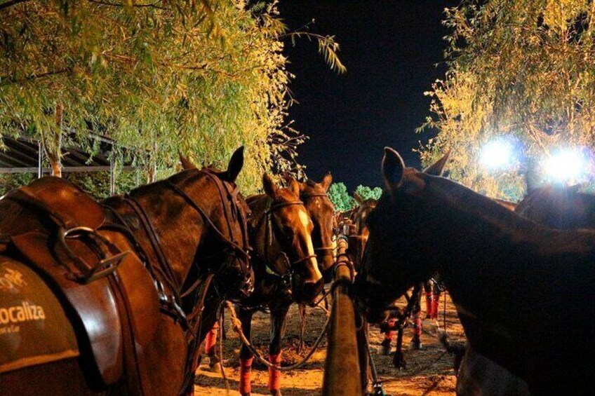 Polo Night Experience with Argentine Asado in Buenos Aires