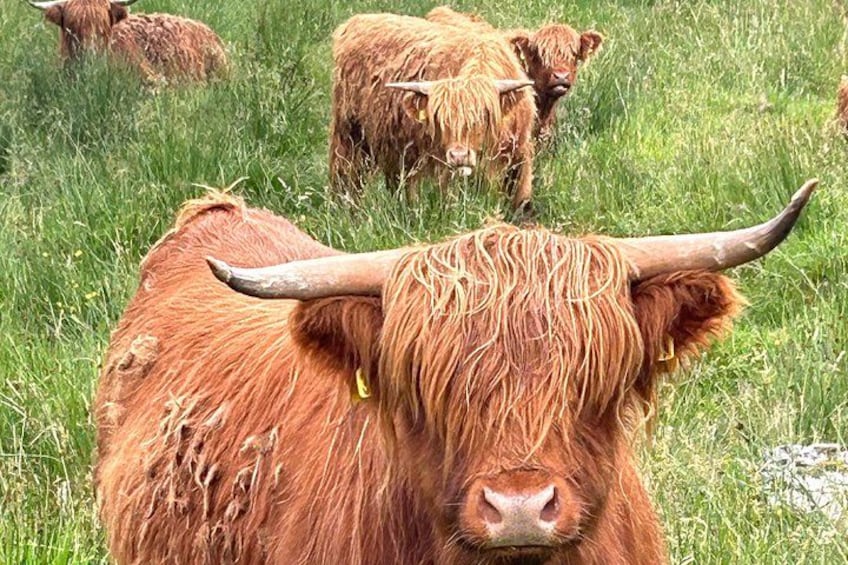 Highland 'Coos' 3