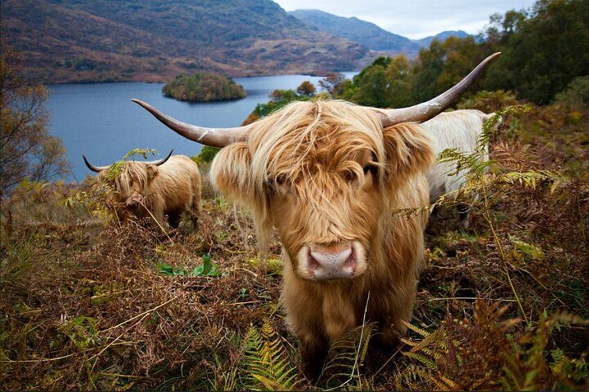 A Highland cow with long horns in a natural landscape with a lake and mountains in the background. 1