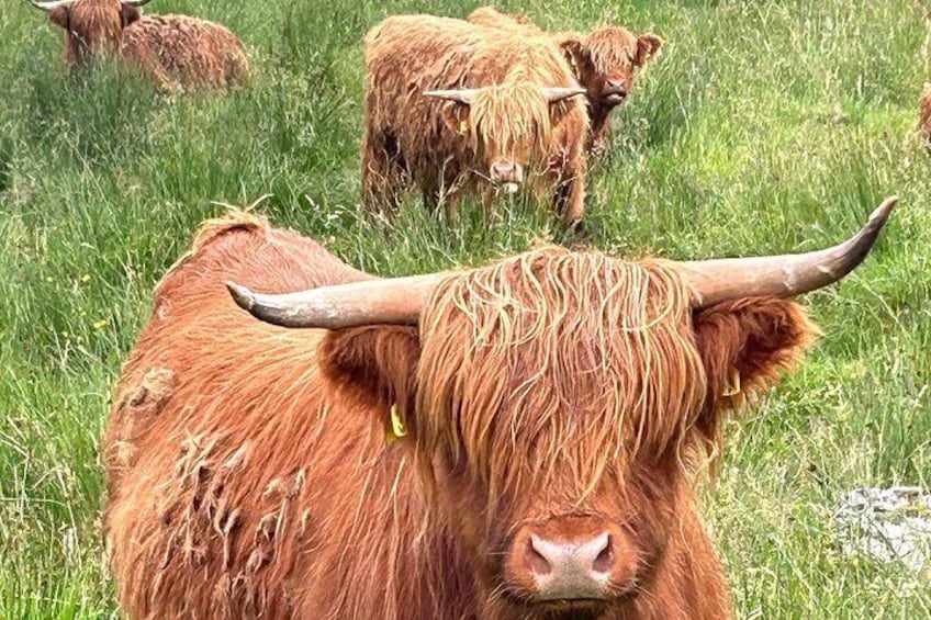 Highland 'Coos' 4