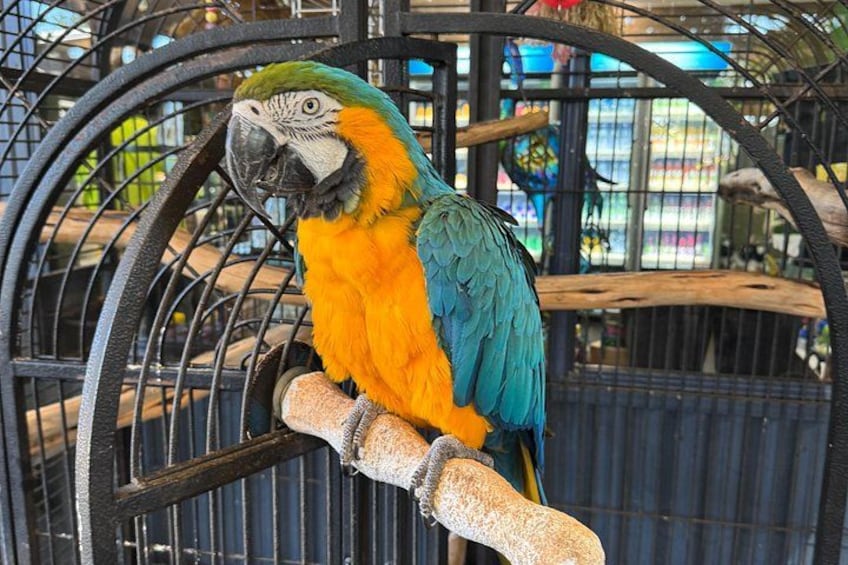A parrot with green, blue, and orange feathers perched on a metal bar. 5