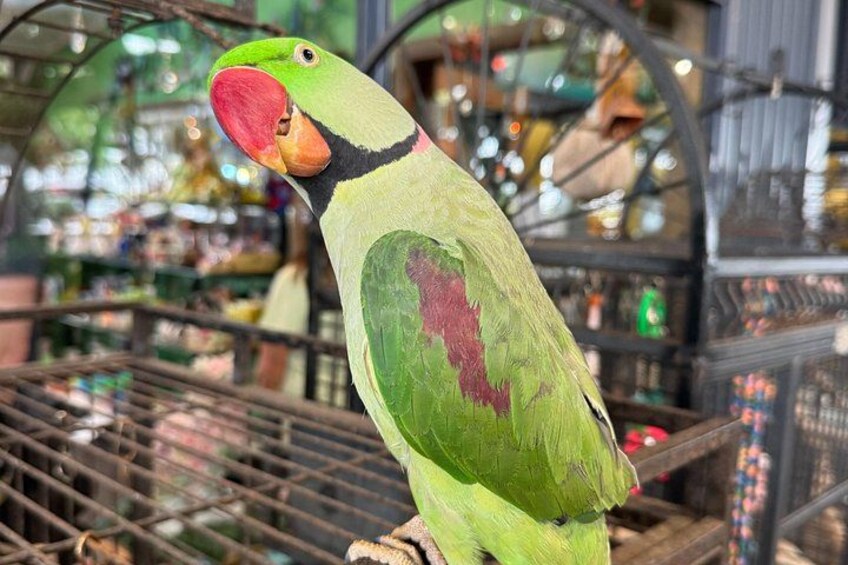 Meet our colourful local residents — tropical birds that make the plantation come alive. 4