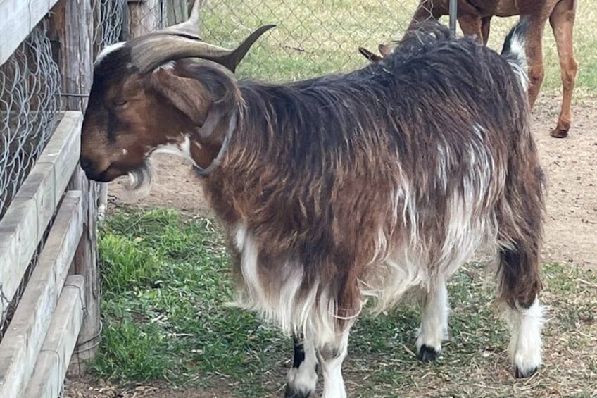A goat with long fur and horns near a wooden fence in a fenced area. 5