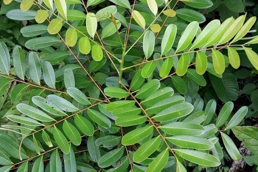 6 months Wild Olive Tree 5