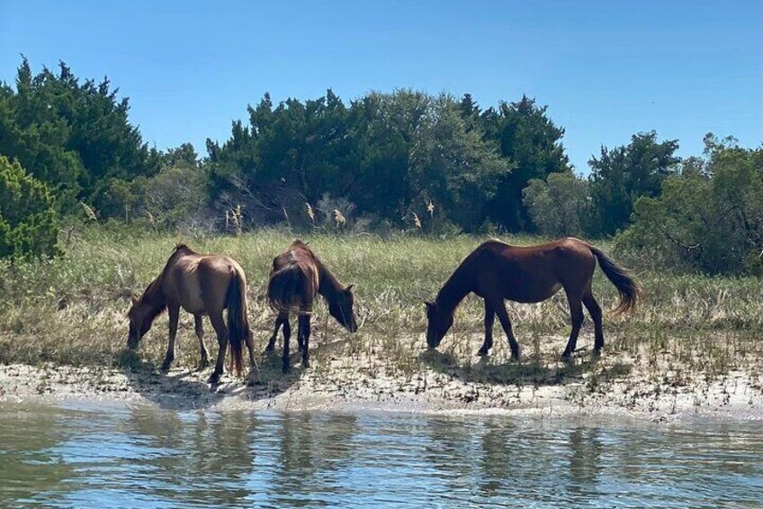 The captivating Shackleford Banks ponies