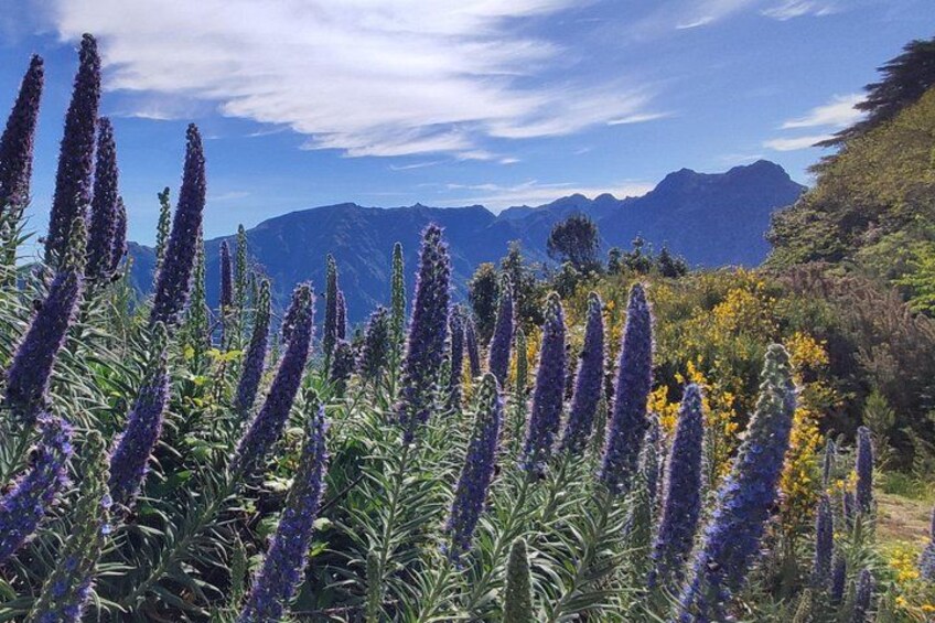 A field of purple flowers with mountains in the background. 2