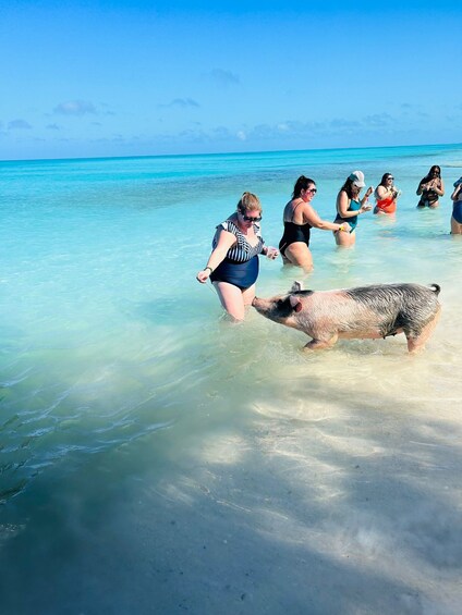 PRIVATE - All Inclusive Swimming Pigs, Snorkel & Lunch 