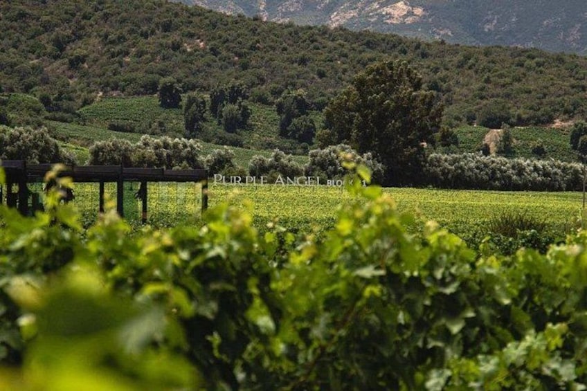 Viu Manent and Montes Winery, Colchagua Valley from semi-private 4