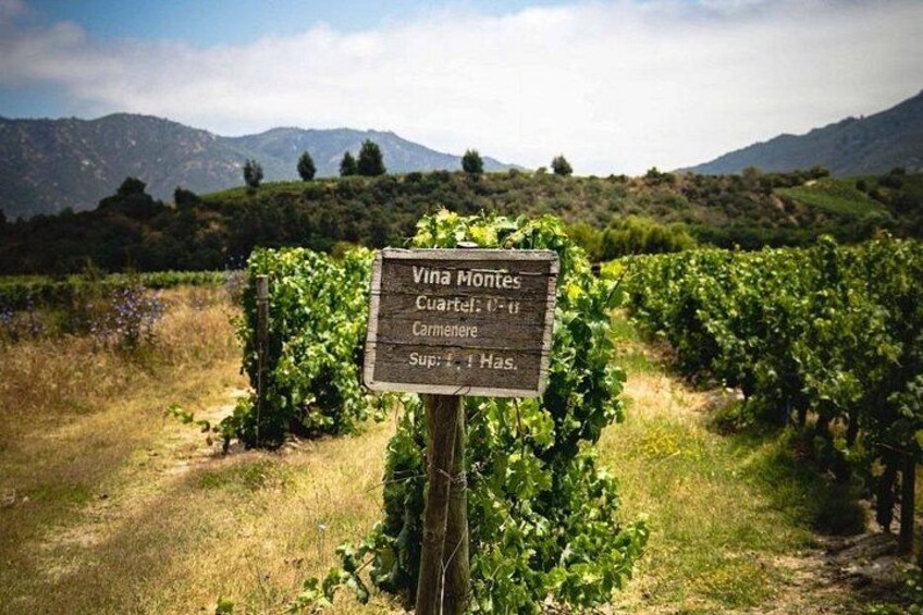 Viu Manent and Montes Winery, Colchagua Valley from semi-private 3