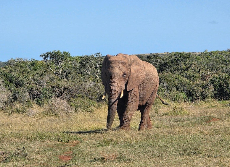 Picture 21 for Activity Schotia Reserve Tooth & Caw Safari (Open 4x4 Safari Vehicle) 5