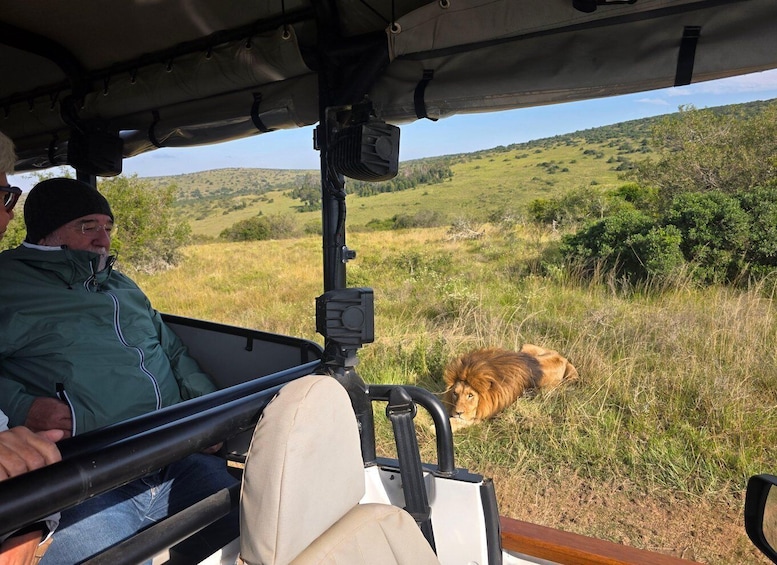 Picture 23 for Activity Schotia Reserve Tooth & Caw Safari (Open 4x4 Safari Vehicle) 3
