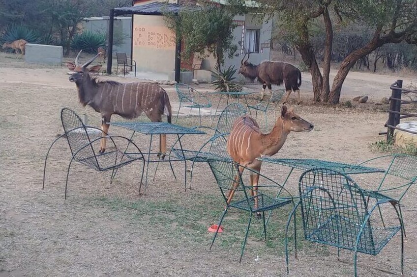 A fenced area with metal chairs and tables, a kudu antelope, and a buffalo in the background. 3