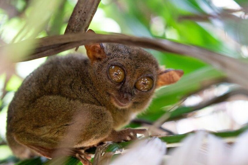 Un petit animal à la fourrure douce, aux grands yeux, perché sur une branche au milieu d’un feuillage verdoyant. 5