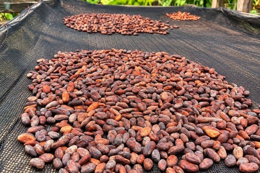 Les fèves de cacao sont étalées sur une grille pour sécher. 3