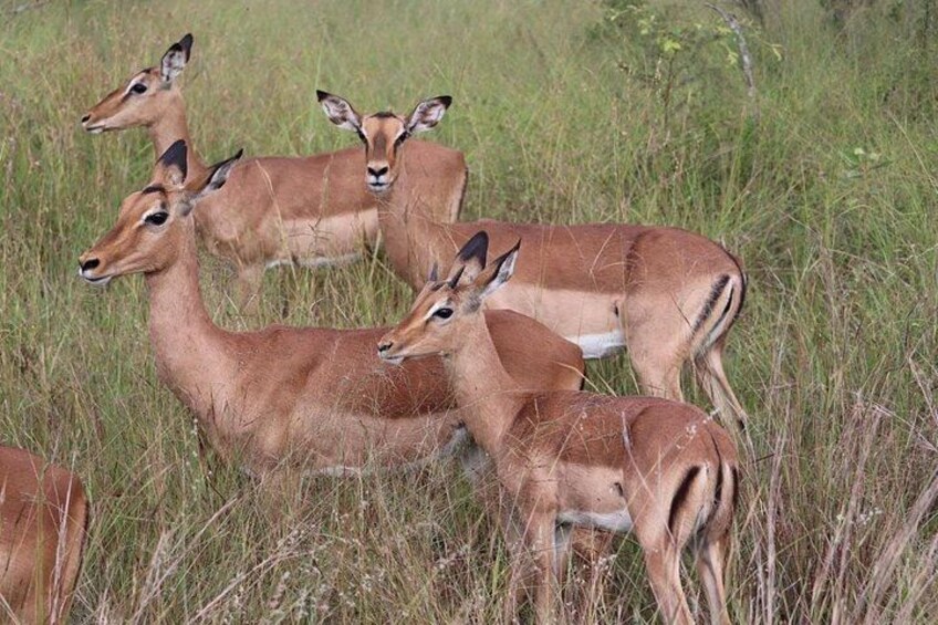 Un grupo de antílopes en un campo herboso. 5