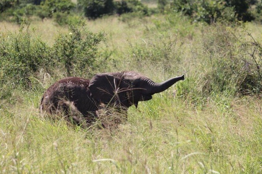 Un elefante en un campo herboso con árboles al fondo. 2
