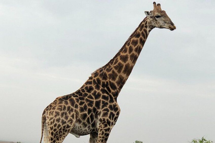 Giraffe 3