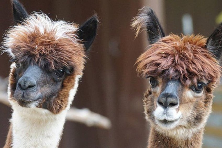Two llamas with brown and white fur. 2