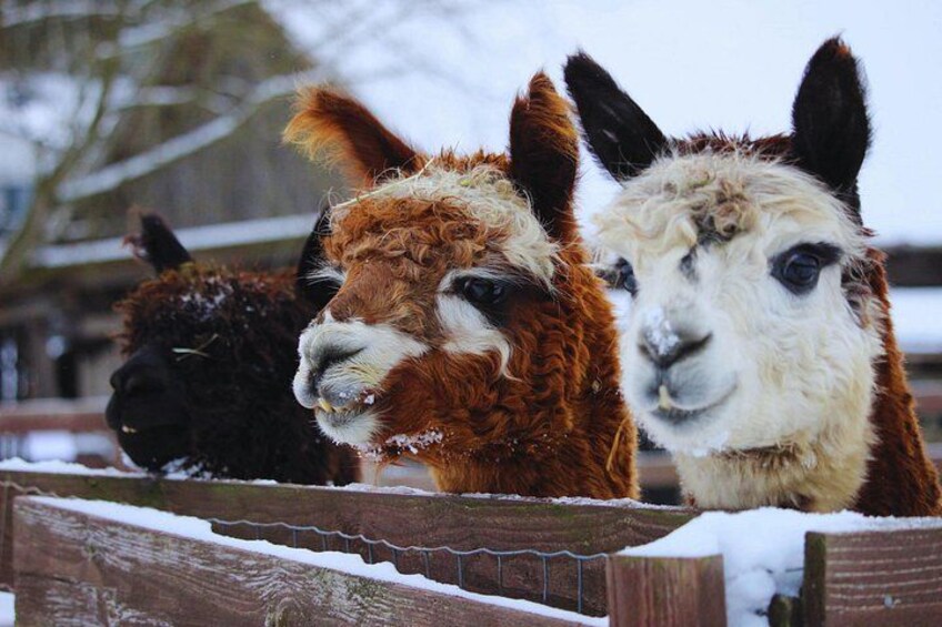 Drie alpaca's achter een houten omheining, bedekt met sneeuw. 3