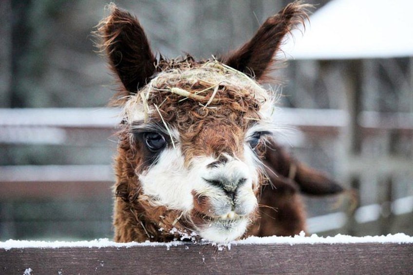 A close-up of a llama's face with a snowy background. 4