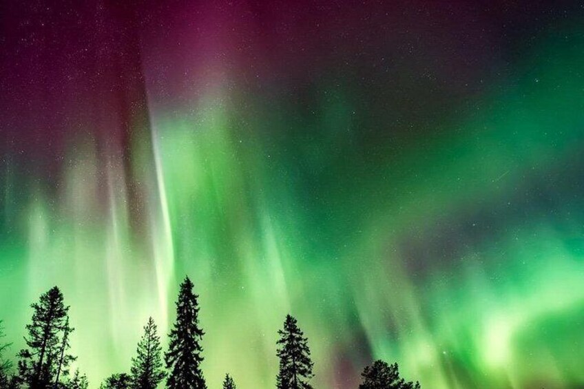La aurora boreal sobre un bosque. 1