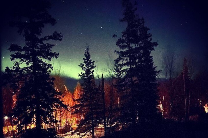 Un bosque nocturno con árboles visibles y una tenue aurora boreal en el cielo. 4