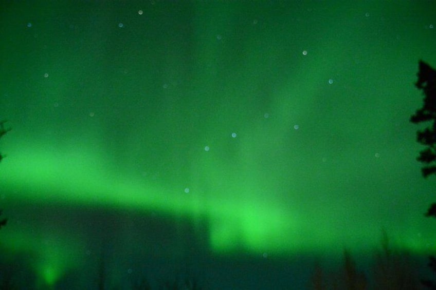 Las auroras boreales (Aurora Boreal) en un área boscosa. 3
