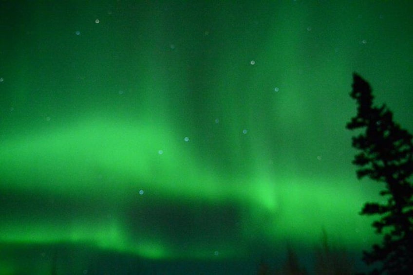 Aurora boreal con tonos verdes visibles y siluetas de árboles. 5