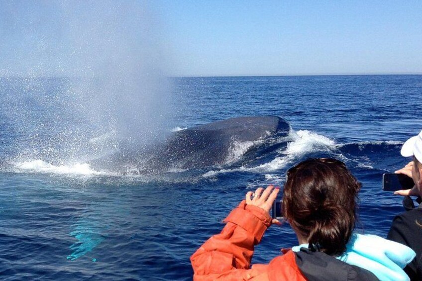 3-Hour Guided Whale and Dolphin Watching Experience in San Diego 1