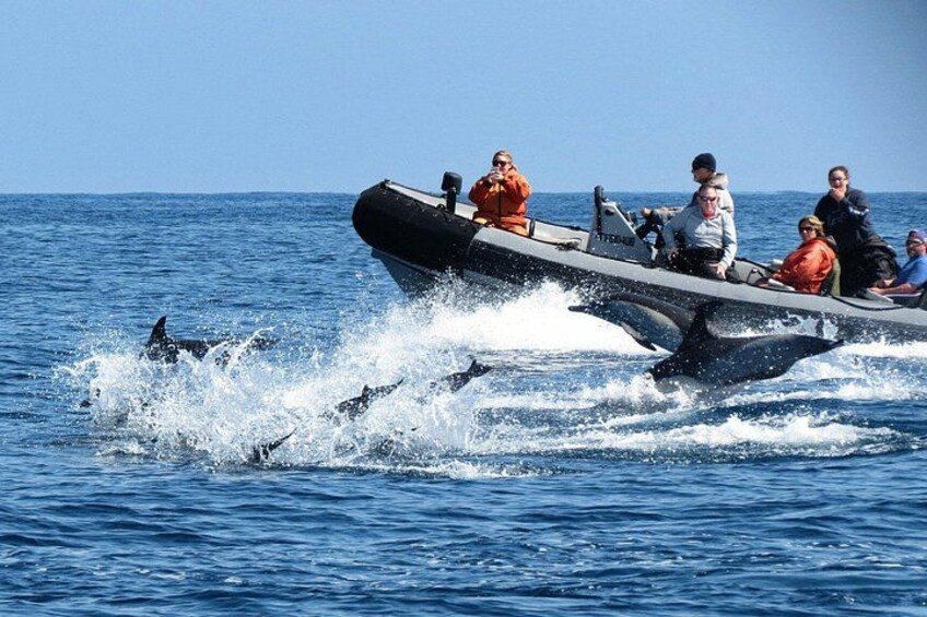 3-Hour Guided Whale and Dolphin Watching Experience in San Diego 4