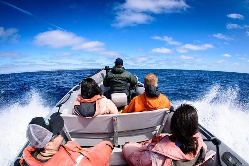 3-Hour Guided Whale and Dolphin Watching Experience in San Diego 5