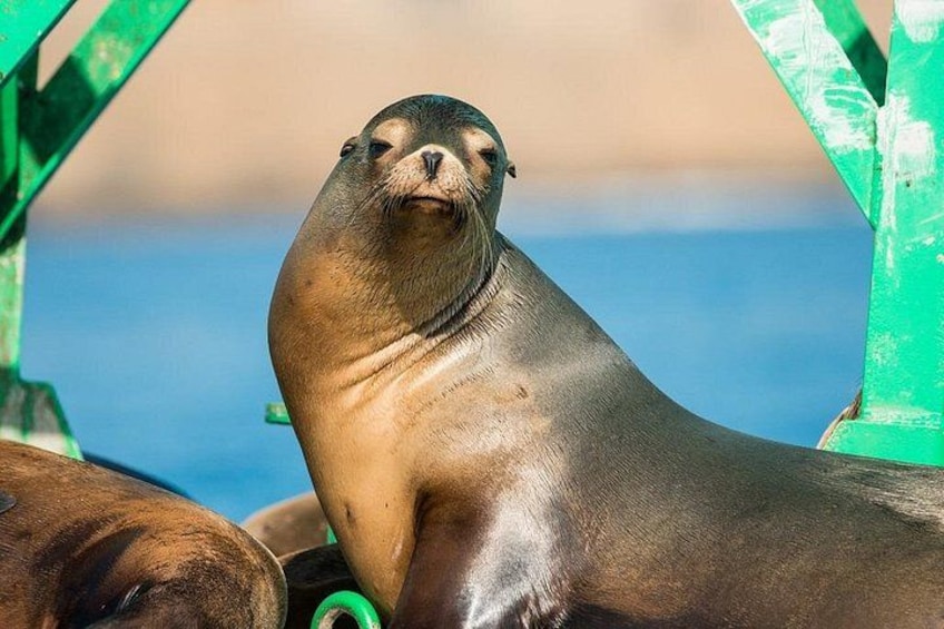 3-Hour Guided Whale and Dolphin Watching Experience in San Diego 3