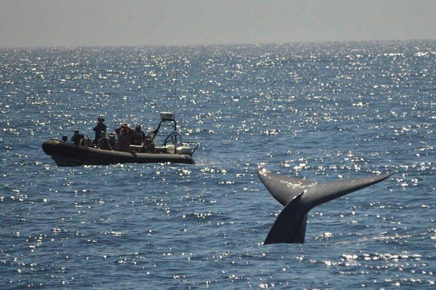 3-Hour Guided Whale and Dolphin Watching Experience in San Diego 2