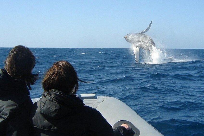 Een walvis springt uit het water. 1