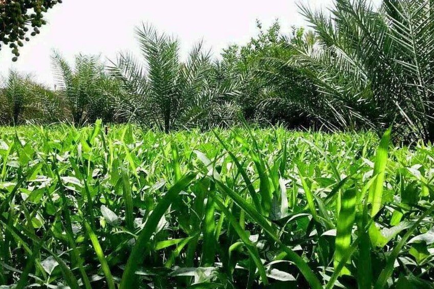 Enjoy the beauty of Fanja, Samail، Izki & Nizwa on a special trip 4