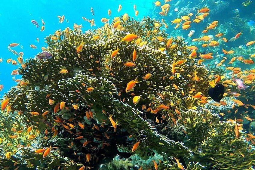 unique coral reef 5