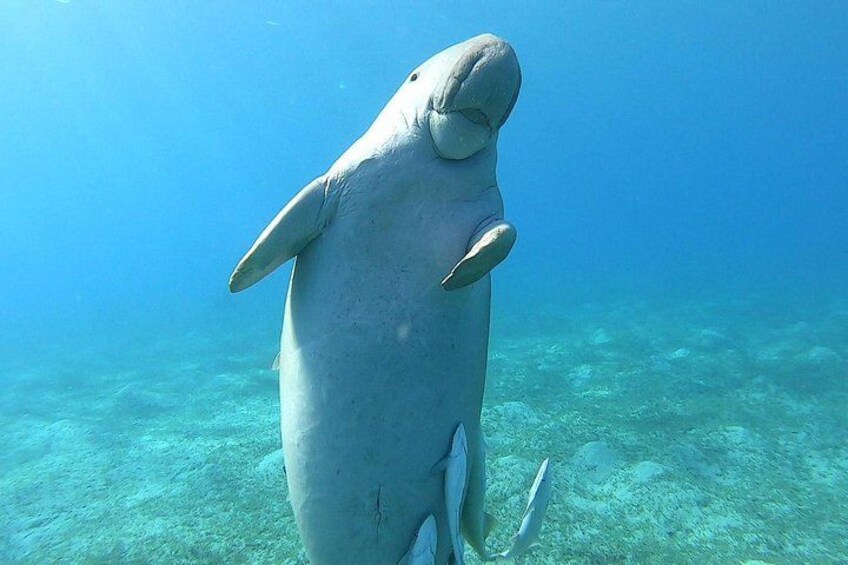 hey dugong 3