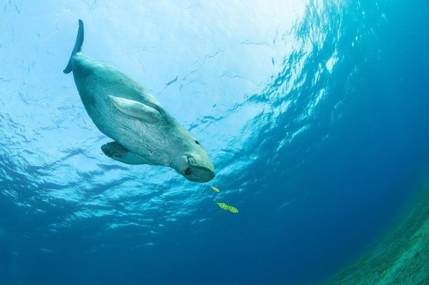 Ein großer Fisch schwimmt unter Wasser. 2