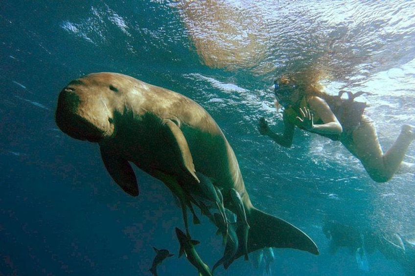 Ein Taucher schwimmt mit einem großen Meereslebewesen, vermutlich einem Wal, in klarem, blauem Wasser. 1