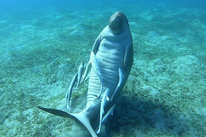 funy dugong 4