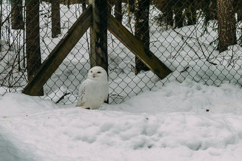 Une chouette blanche perchée sur la neige. 3