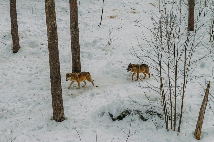 Rovaniemi: Trip to Ranua Zoo with Tickets Included 1