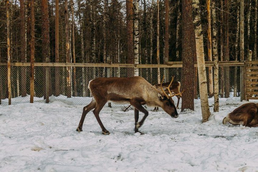 Un cerf dans une forêt enneigée, avec une clôture et des arbres. 2