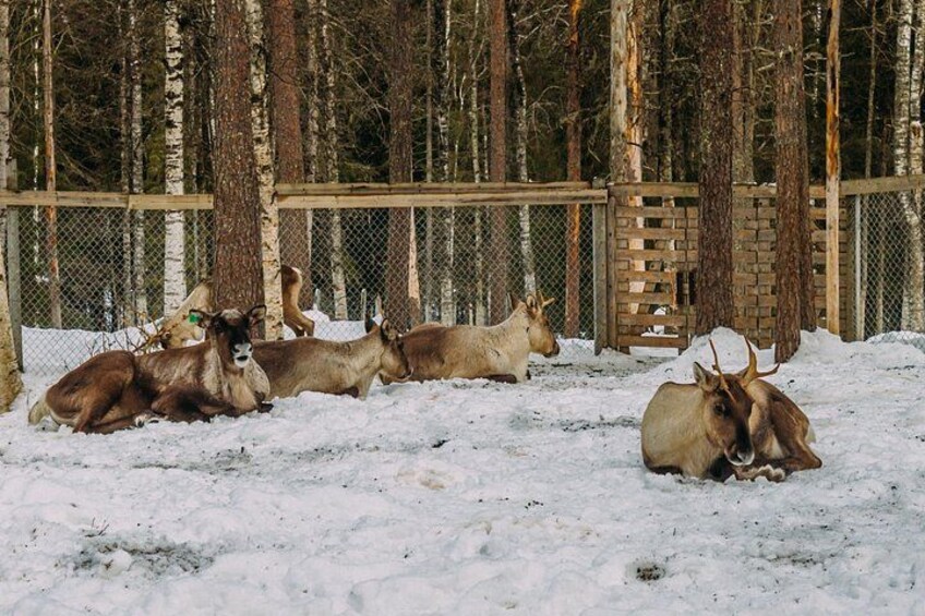Un gruppo di alci riposa in un recinto innevato, circondato da alberi. 2